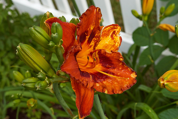 Daylily 'Mighty Chestnut'