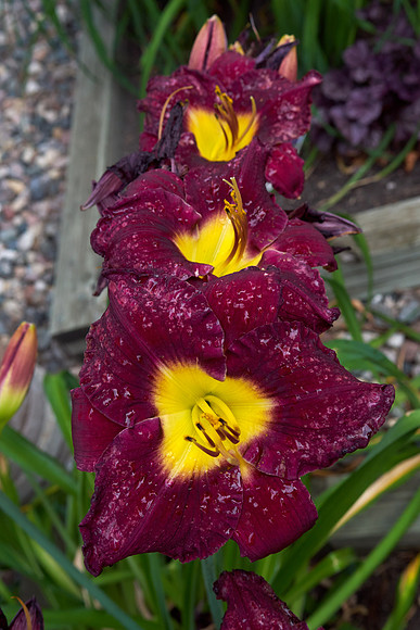 Daylily 'Bela Lugosi'