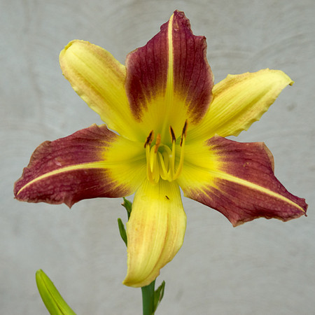 DayLily 'Frans Hals'