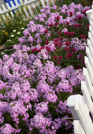 Phlox 'Pink Lady'
