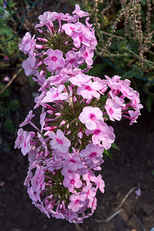 Phlox 'Cotton Candy'
