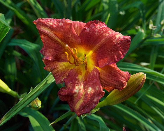 Daylily 'Chicago Ruby'