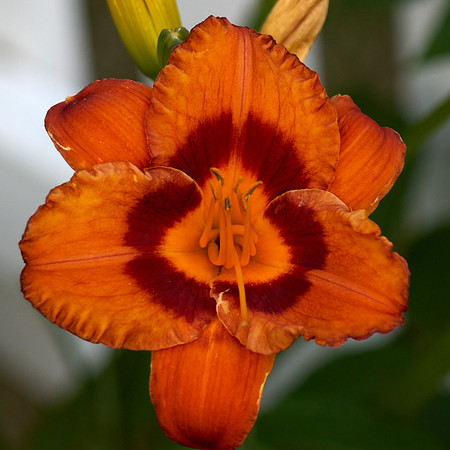 Daylily 'Mighty Chestnut'