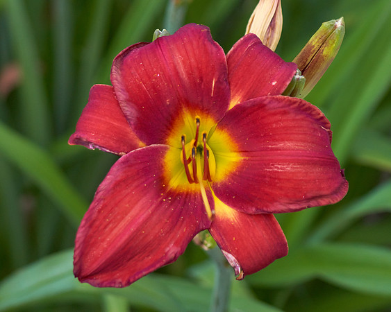 Daylily 'Chicago Ruby'