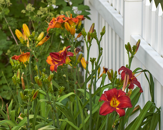 Daylily 'Mighty Chestnut'