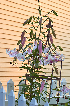 Lily 'Mona Lisa'