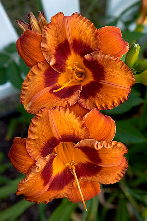 Daylily 'Mighty Chestnut'