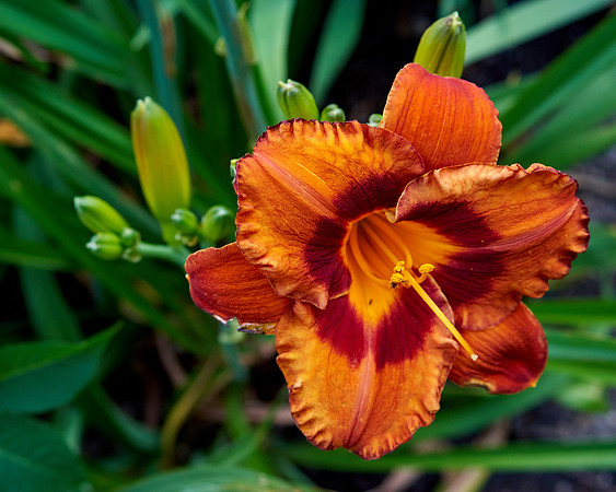 Daylily 'Mighty Chestnut'
