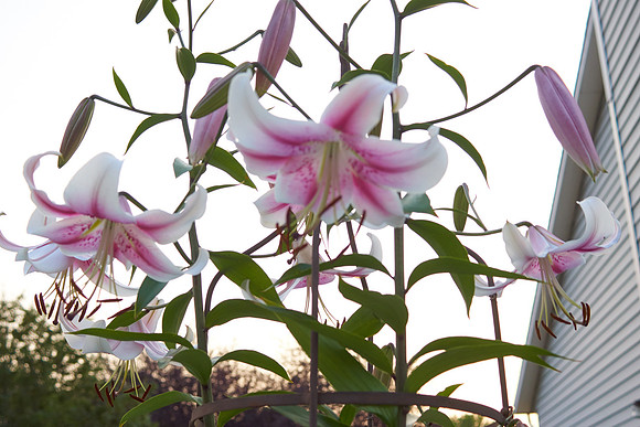 Lily 'Mona Lisa'