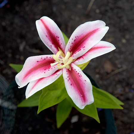 Lily 'Mona Lisa'