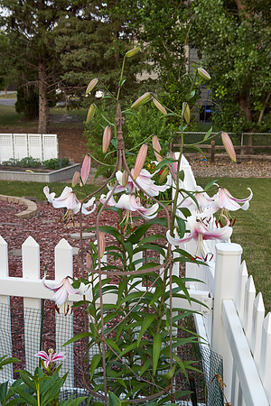 Lily 'Mona Lisa'