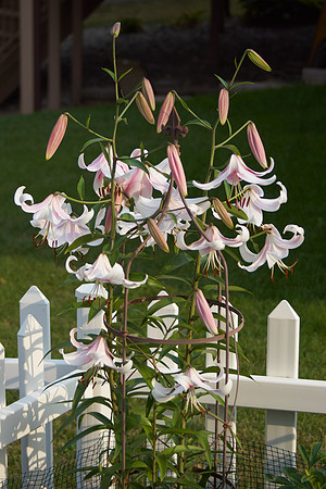 Lily 'Mona Lisa'
