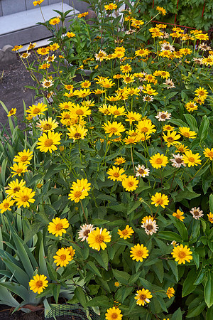 Heliopsis 'Summer Nights'