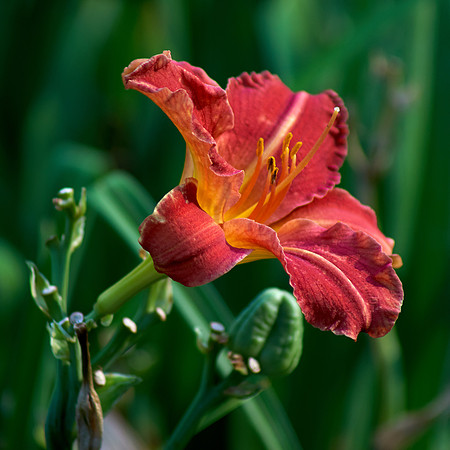 Daylily 'Chicago Ruby'