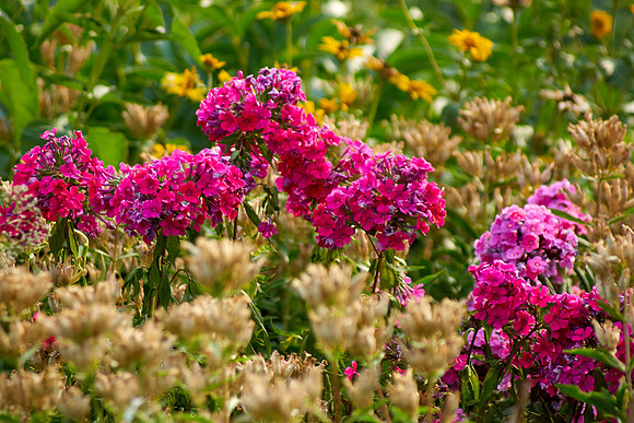Phlox 'Starfire'