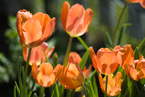 Orange Tulips