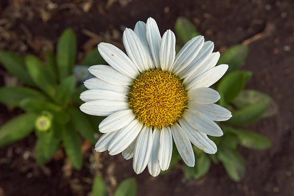 Daisy, Shasta 'Becky'