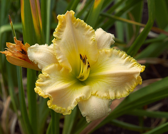 DayLily unknown