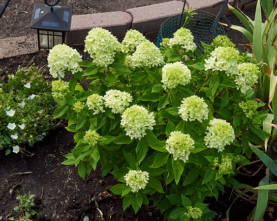 Hydrangea 'Little Lime'