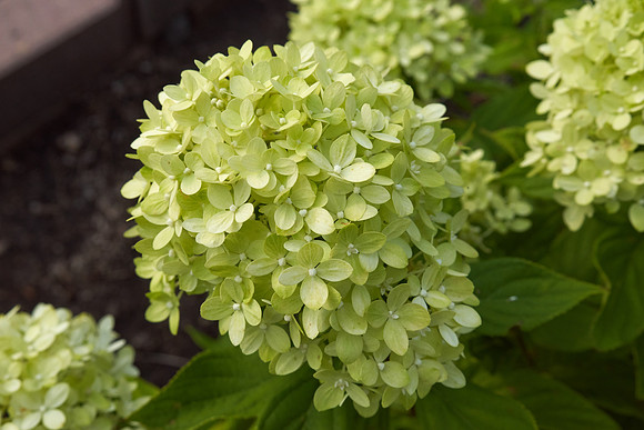 Hydrangea 'Little Lime'