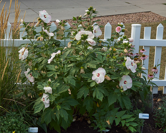 Hibiscus 'Ballet Slippers'