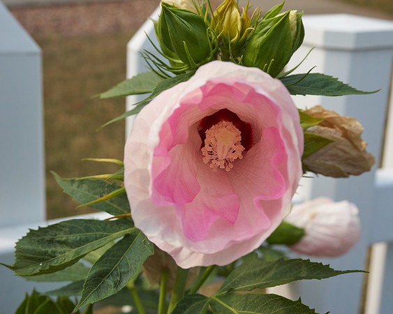 Hibiscus 'Ballet Slippers'