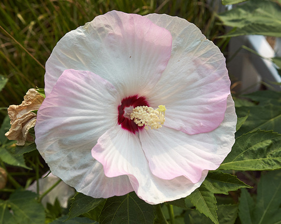 Hibiscus 'Ballet Slippers'