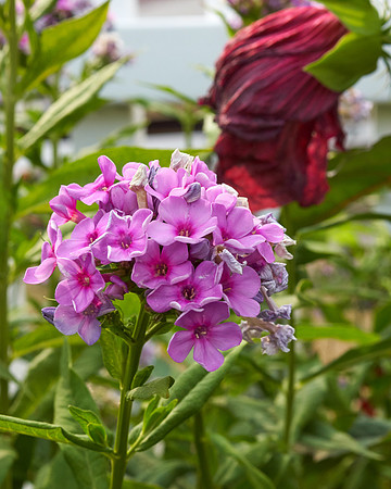 Phlox 'Baby Face'