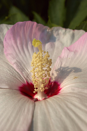 Hibiscus 'Ballet Slippers'