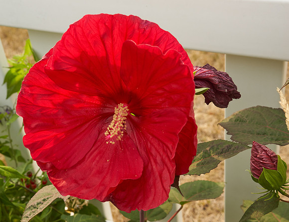 Hibiscus 'Mars Madness'
