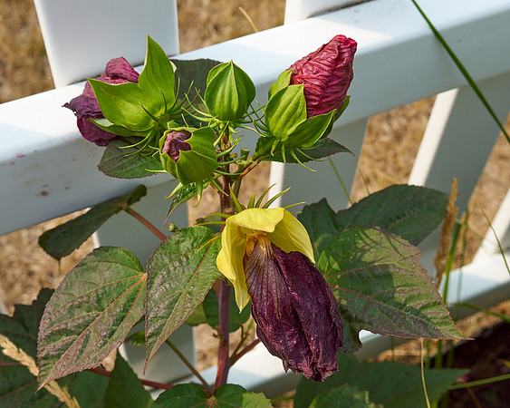 Hibiscus 'Mars Madness'
