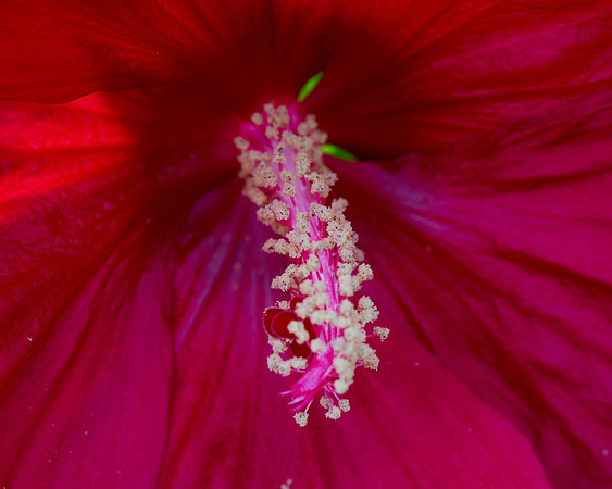 Hibiscus 'Mars Madness'