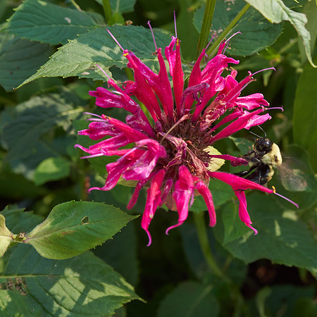 Monarda 'Raspberry Wine'