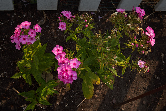 Phlox 'Baby Face'
