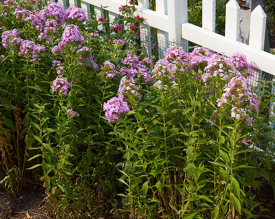 Phlox 'Pink Lady'