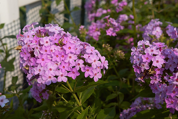 Phlox 'Pink Lady'