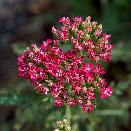 phlox unknown red