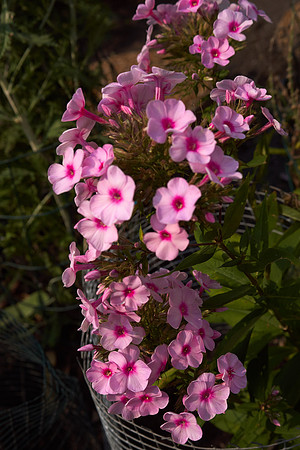 Phlox 'Cotton Candy'