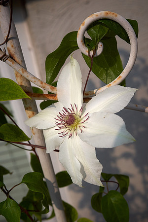 Clematis 'Ninon'