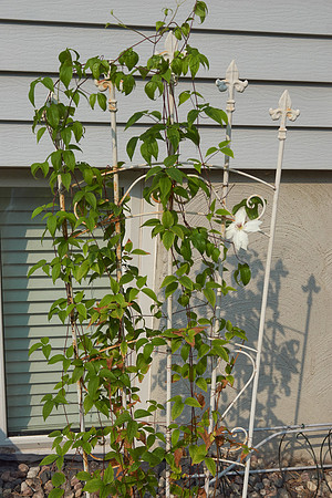 Clematis 'Ninon'