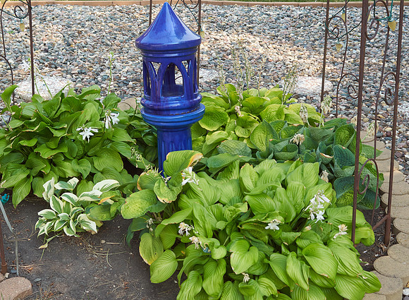 Hostas, various