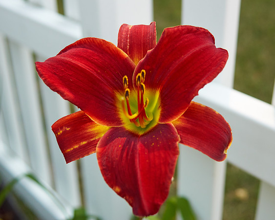 Daylily 'Chicago Ruby'