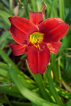 Daylily 'Chicago Ruby'