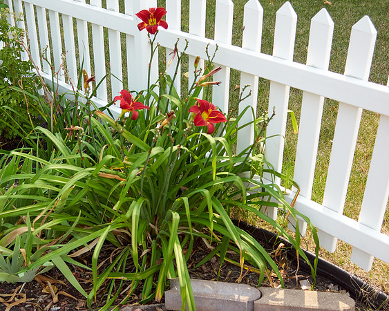Daylily 'Chicago Ruby'