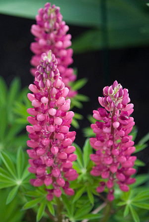 'Popsicle Red' Lupins