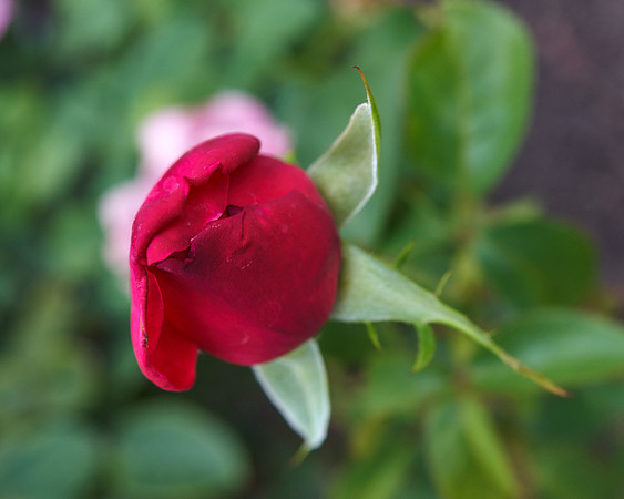 Rose 'Ingrid Bergman'