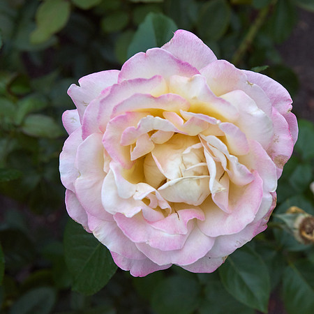Rose 'Love & Peace'