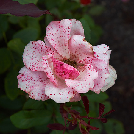 Rose 'Falling In Love'