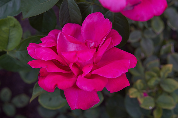 Rose 'Canada Blooms'