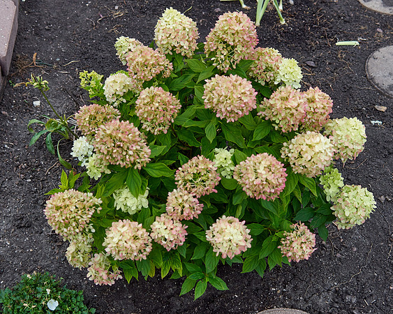 Hydrangea 'Little Lime'